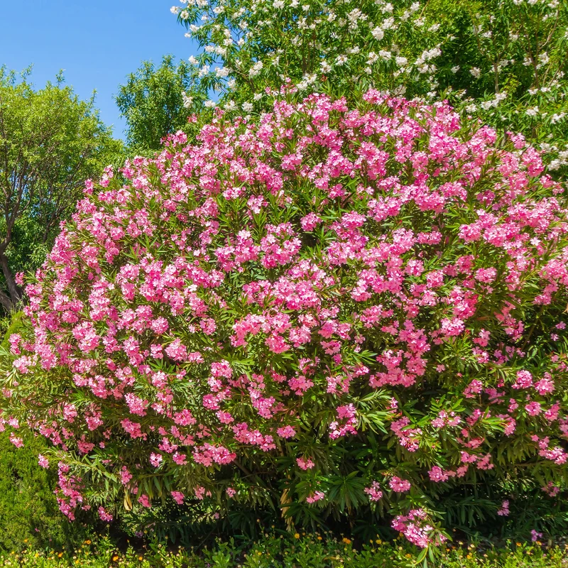Laurier-rose