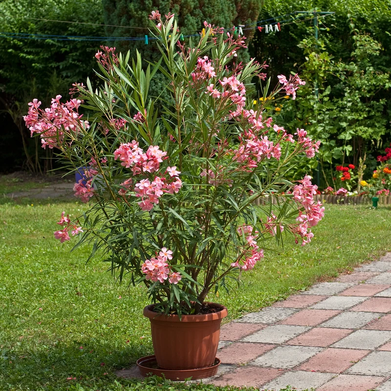 Laurier-rose