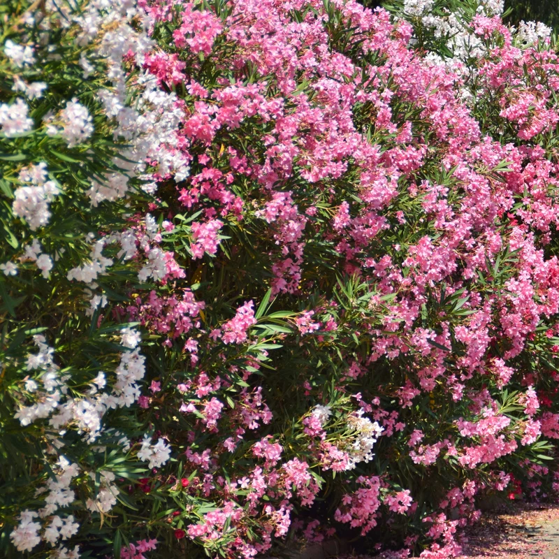 Laurier-rose