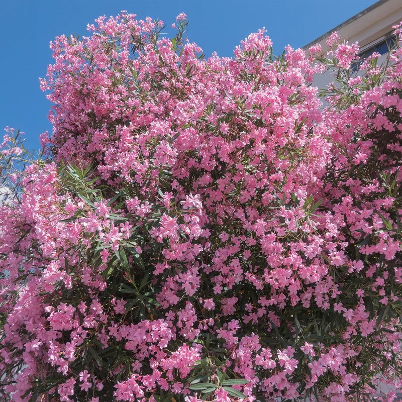 Laurier-rose