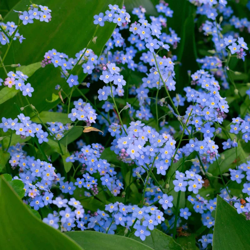 Myosotis des marais