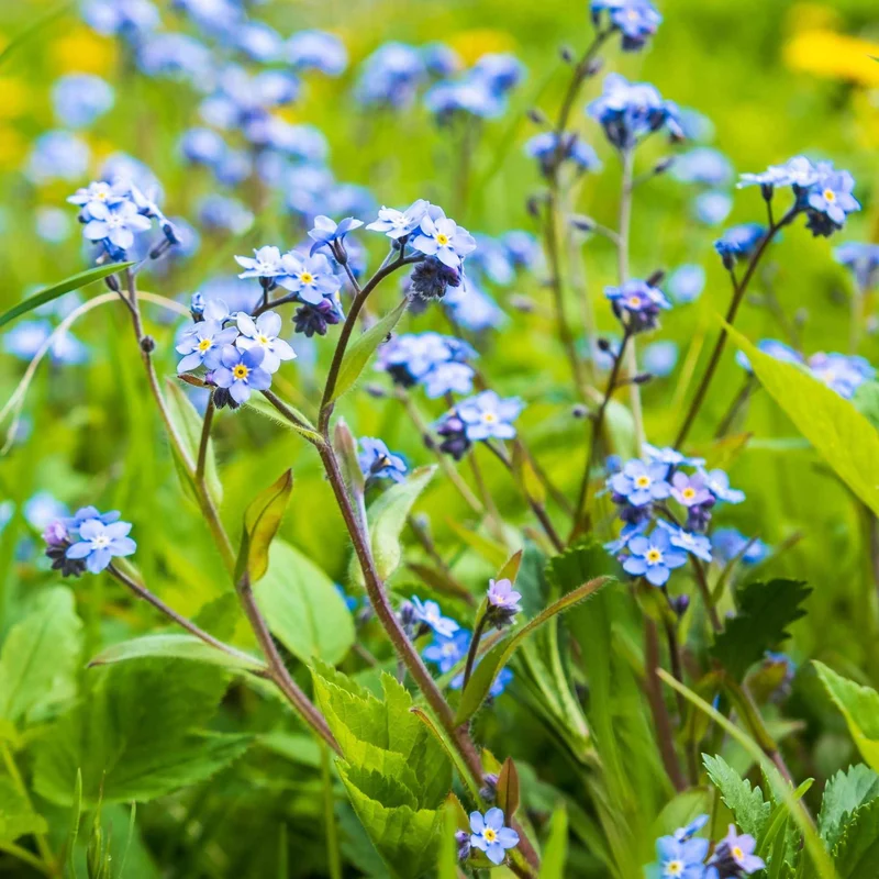 Myosotis des marais