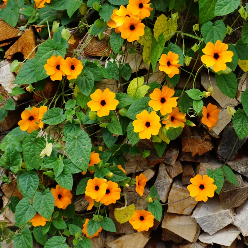 Suzanne aux yeux noirs orange