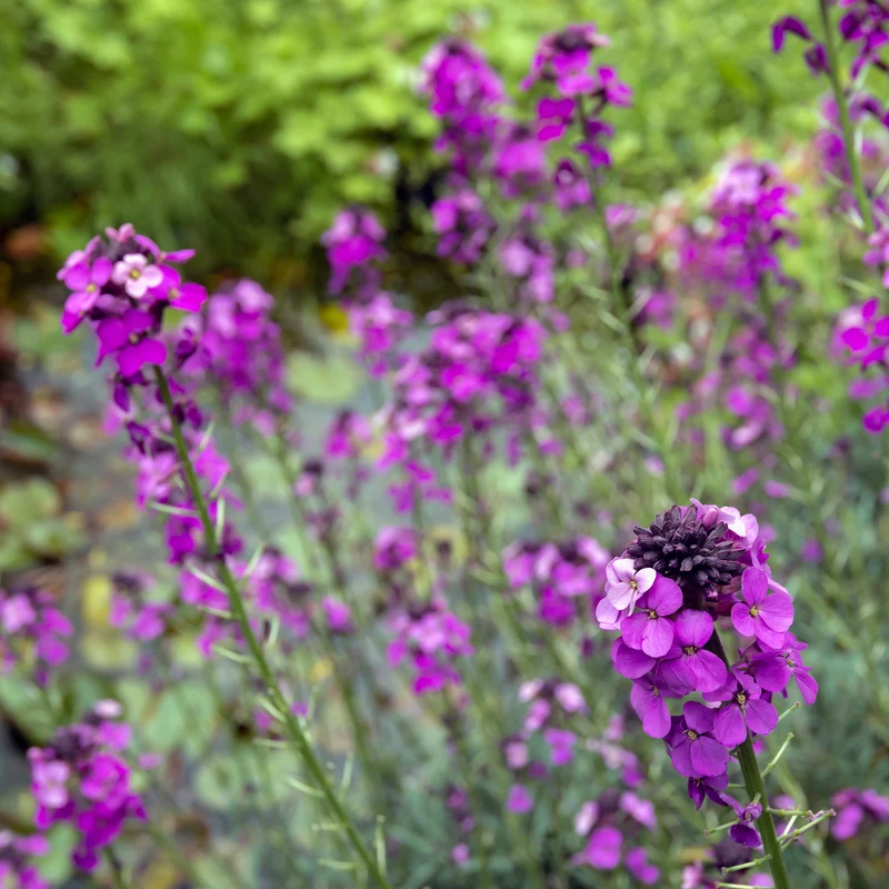 Giroflée arbustive Bowles Mauve