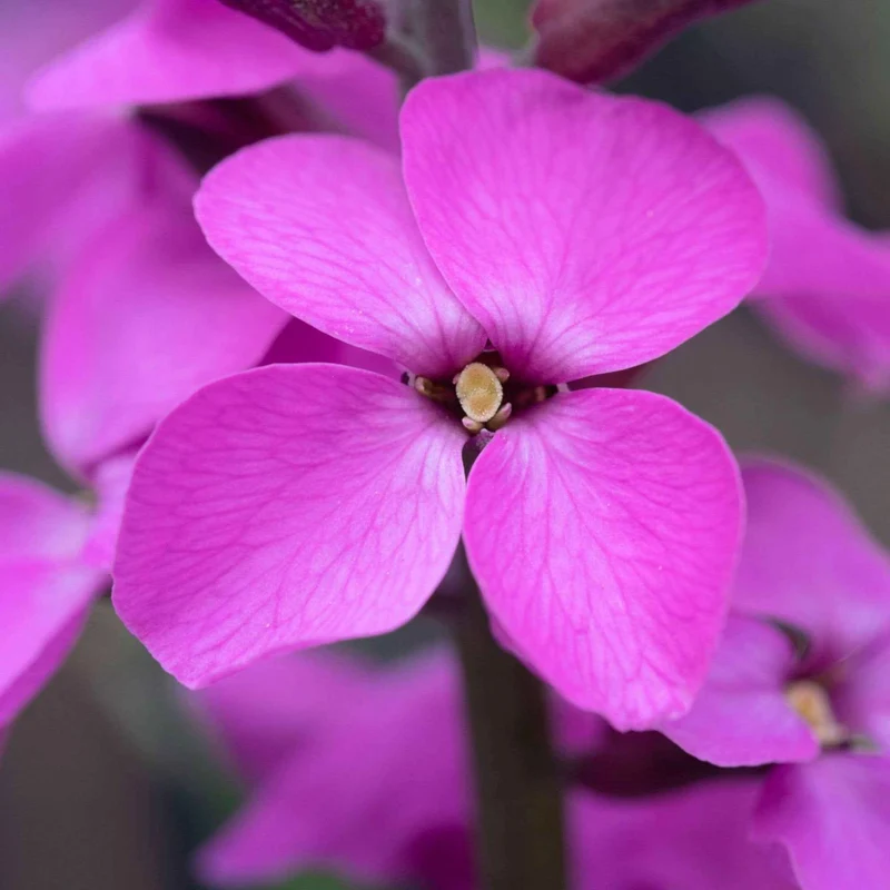 Giroflée arbustive Bowles Mauve