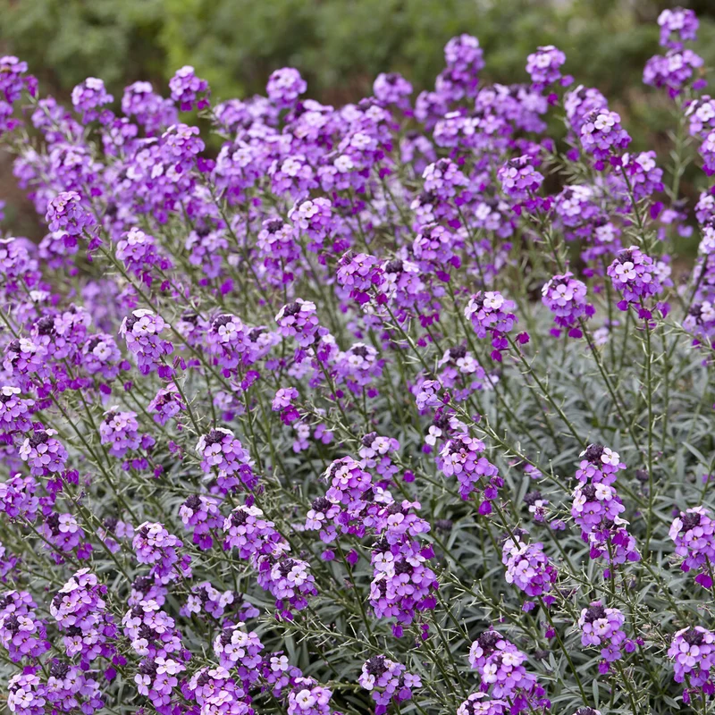 Giroflée arbustive Bowles Mauve