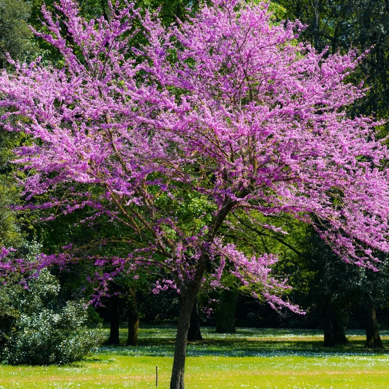 L'Arbre de Judée