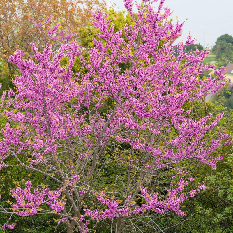 L'Arbre de Judée