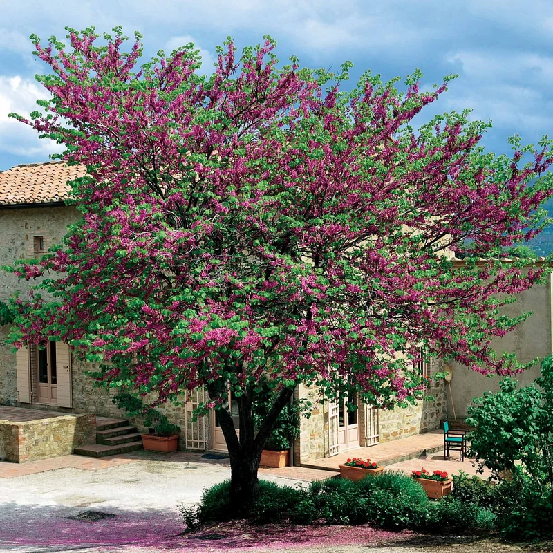 L'Arbre de Judée