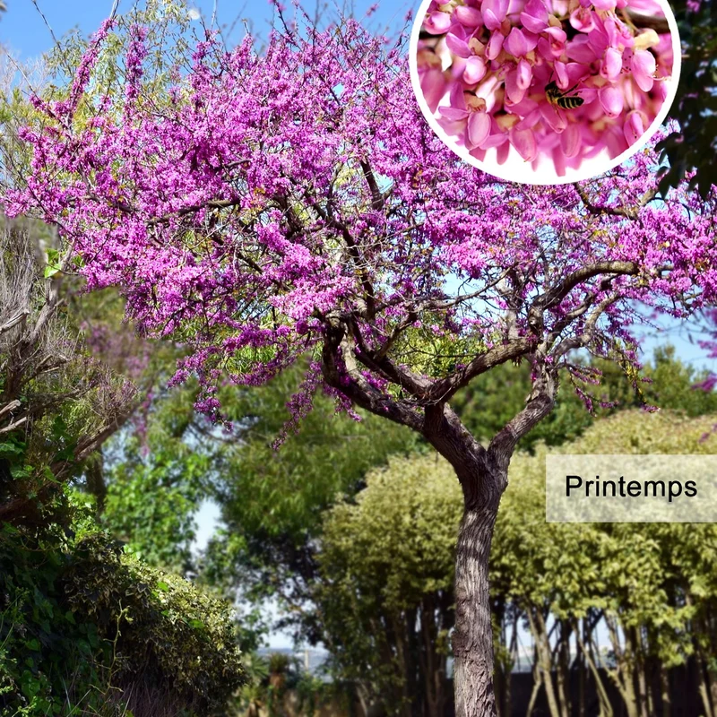 L'Arbre de Judée