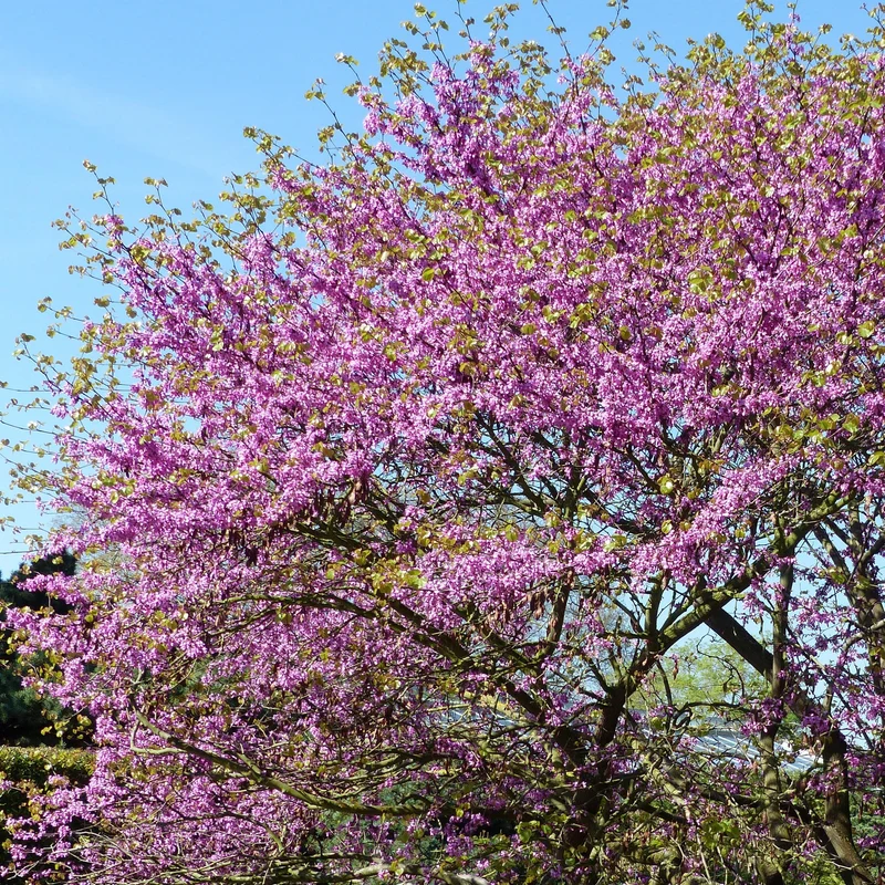 L'Arbre de Judée