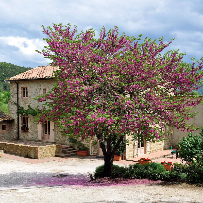 L'Arbre de Judée