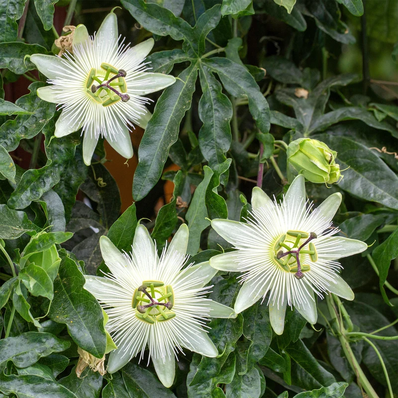 Passiflore Constance Elliot