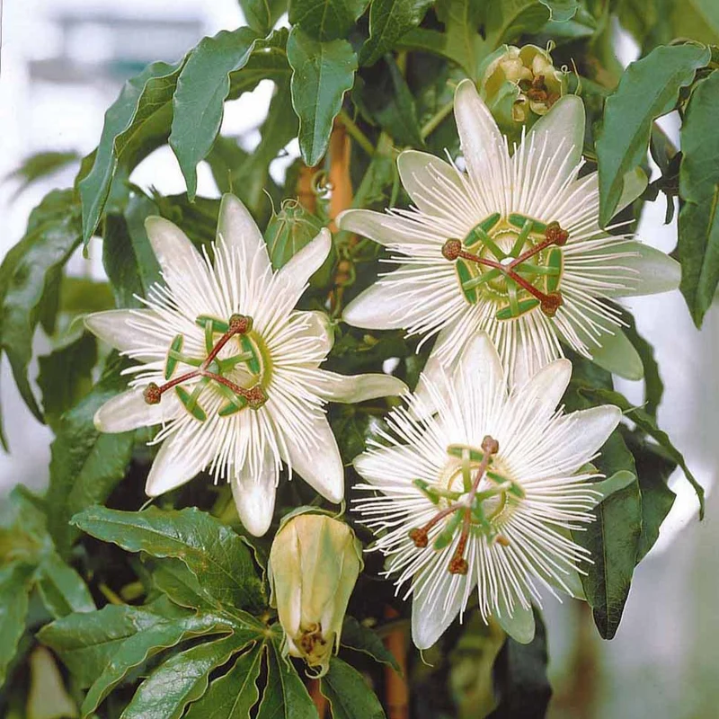 Passiflore Constance Elliot