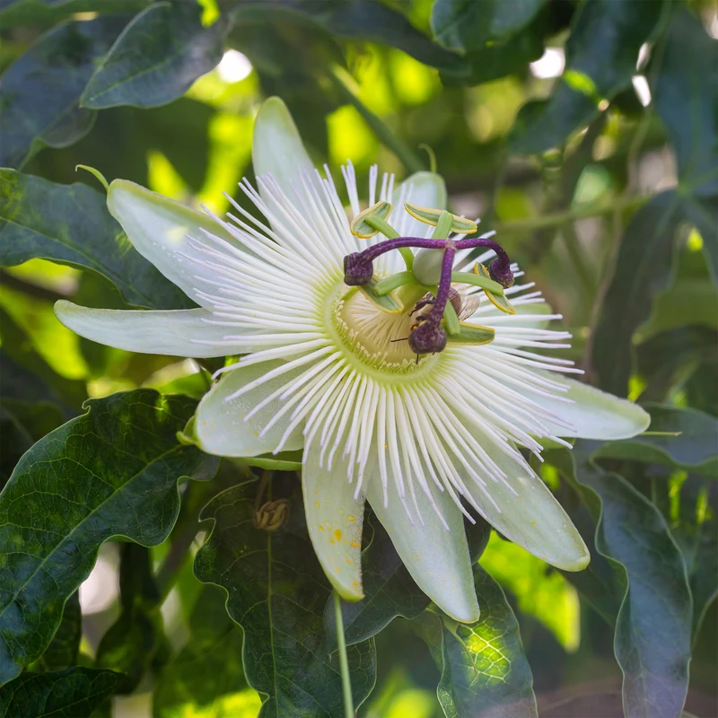 Passiflore Constance Elliot