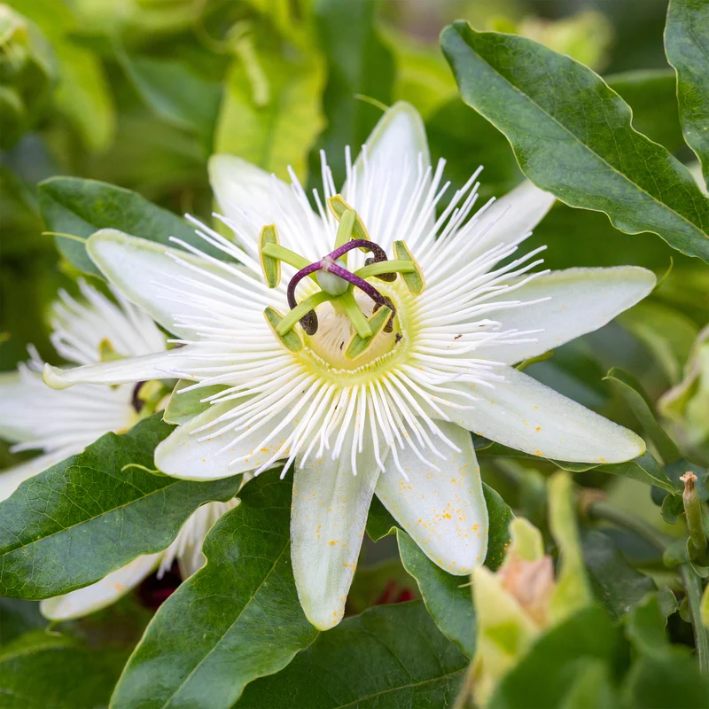Passiflore Constance Elliot