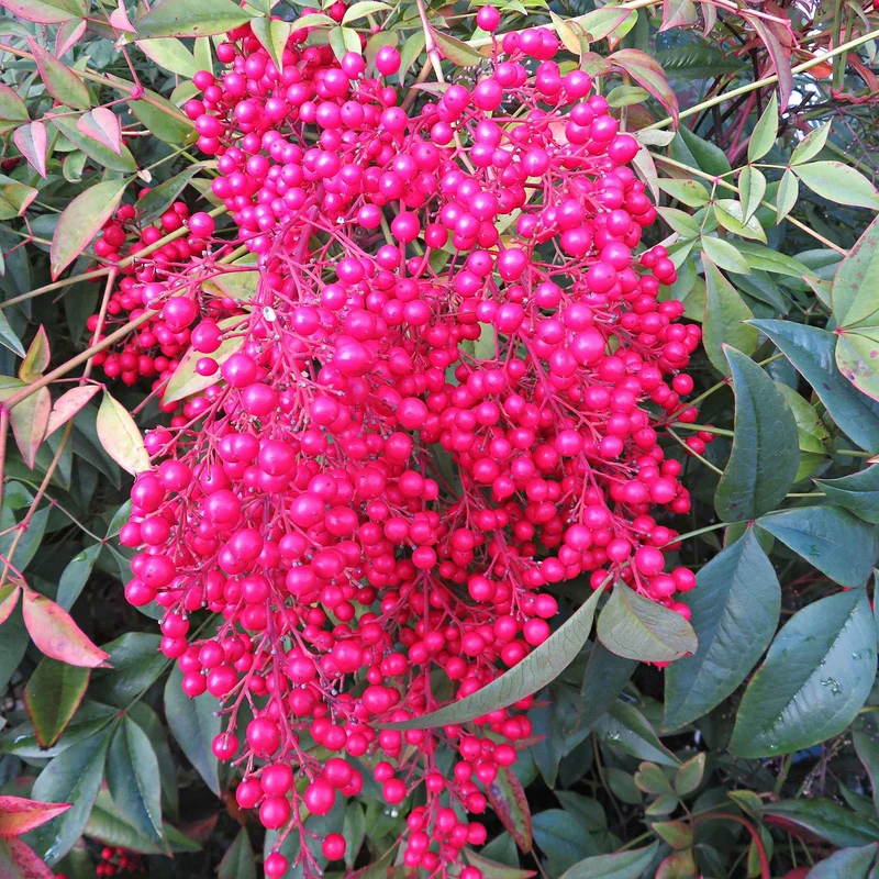 Bambou sacré Fire Power