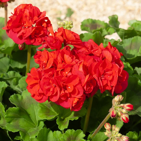 3 Géraniums à massifs rouges Toscana ®
