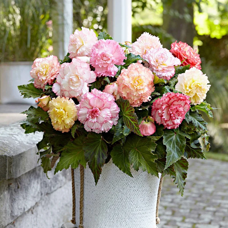 5 Bégonias Samba en mélange