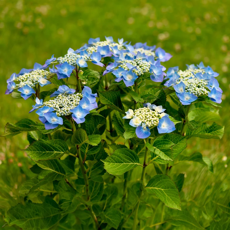 Hortensia Teller blue