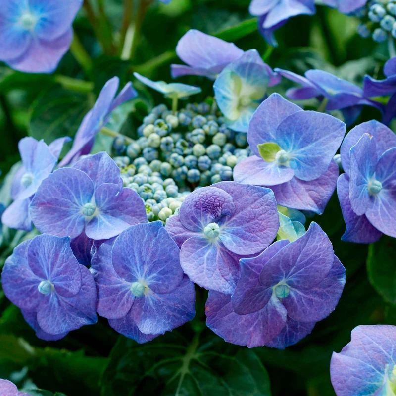 Hortensia Teller blue