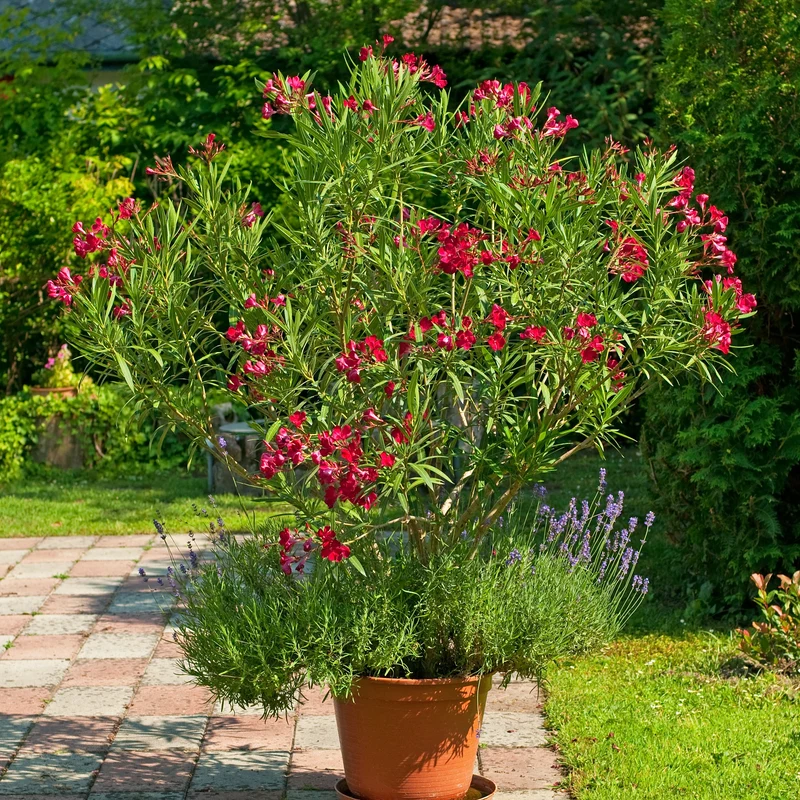 Laurier-rose rouge
