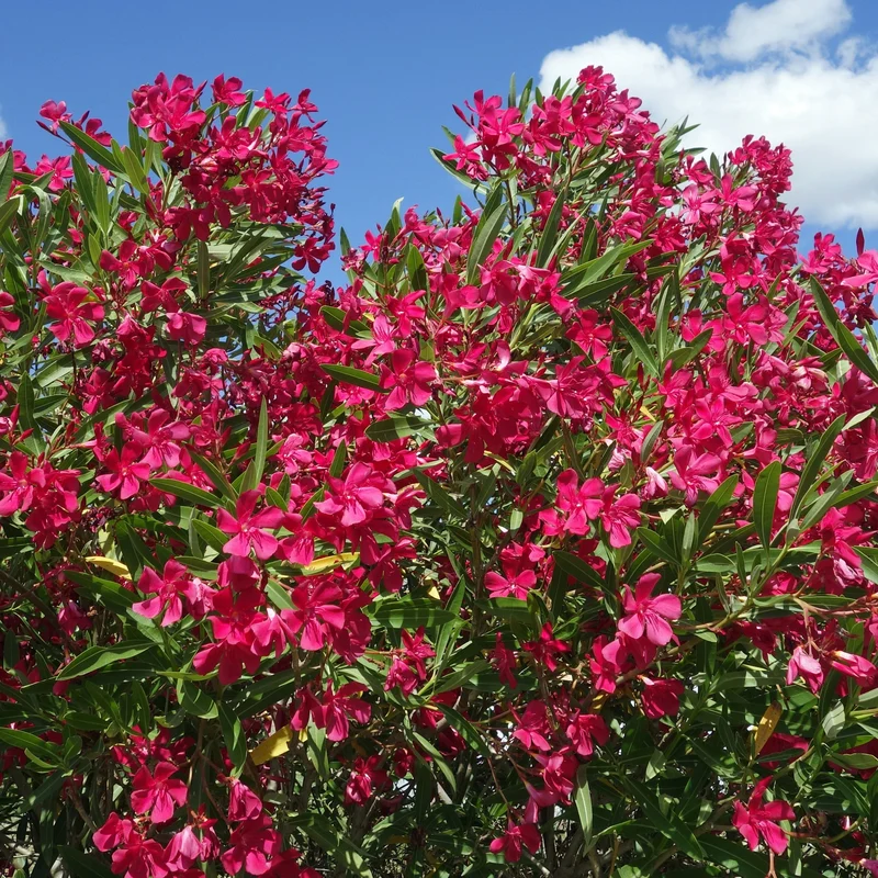 Laurier-rose rouge