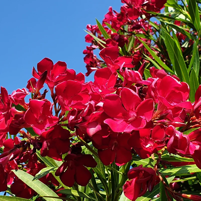 Laurier-rose rouge