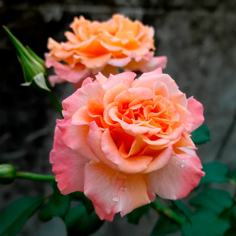 Rosier buisson Augusta Louise