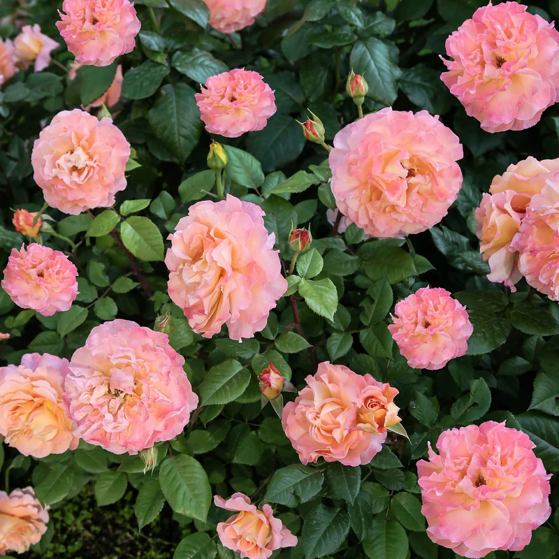 Rosier buisson Augusta Louise