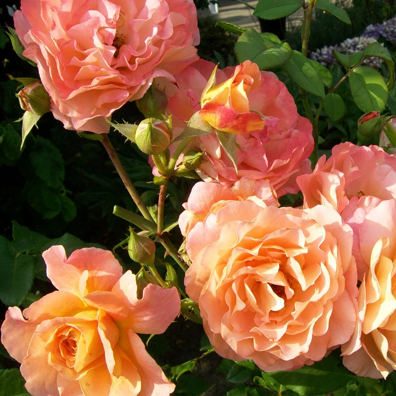 Rosier buisson Augusta Louise