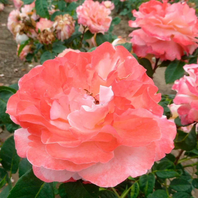 Rosier buisson Augusta Louise