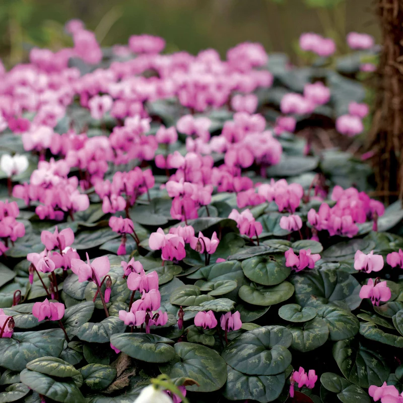 3 Cyclamens de l'île de Cos roses