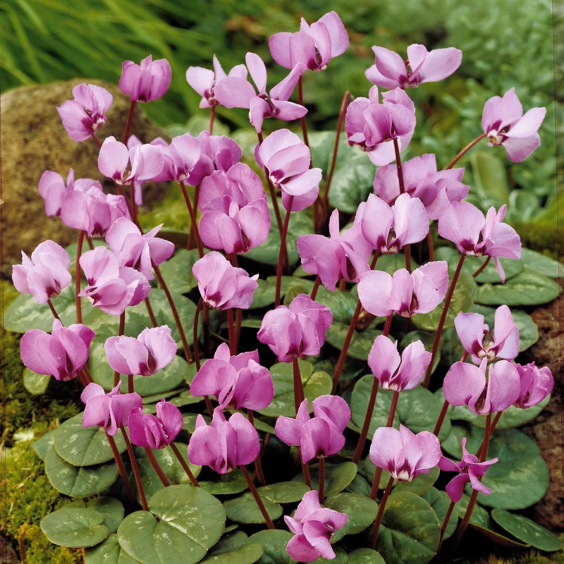 3 Cyclamens de l'île de Cos roses