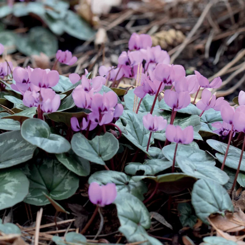 3 Cyclamens de l'île de Cos roses