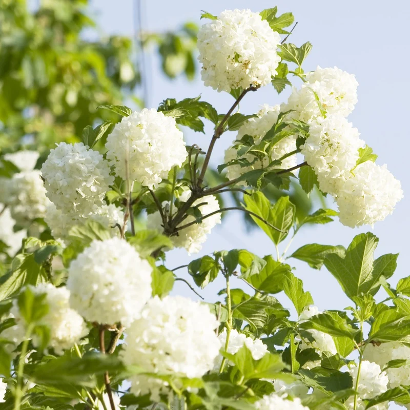 Viorne Boule de neige