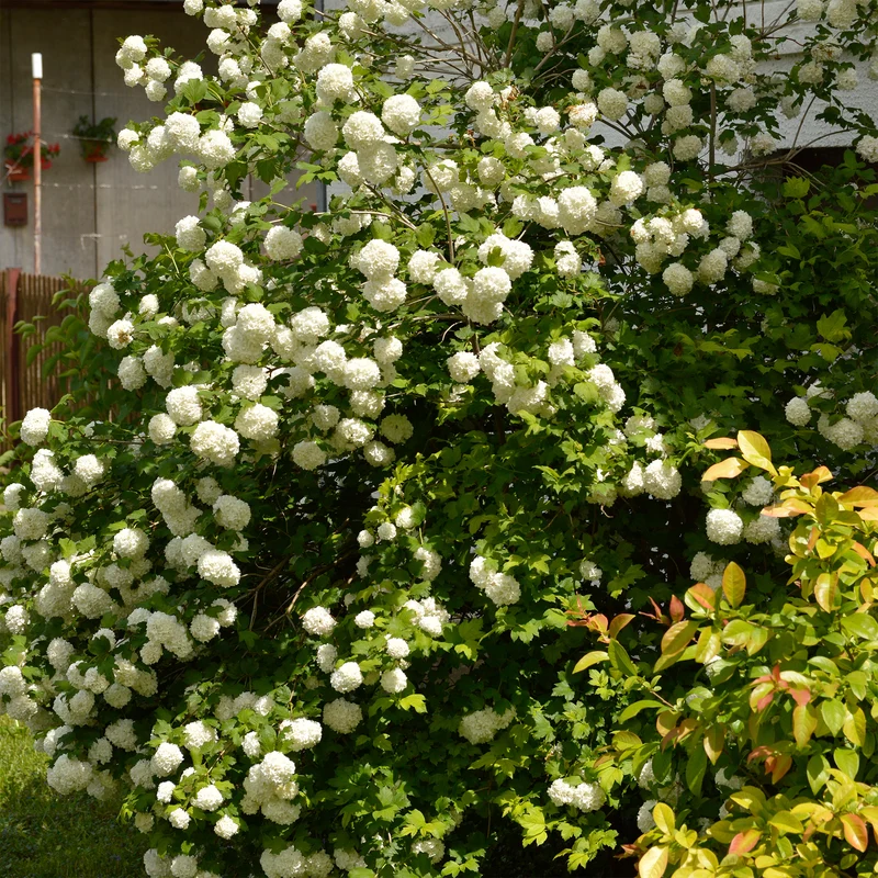 Viorne Boule de neige