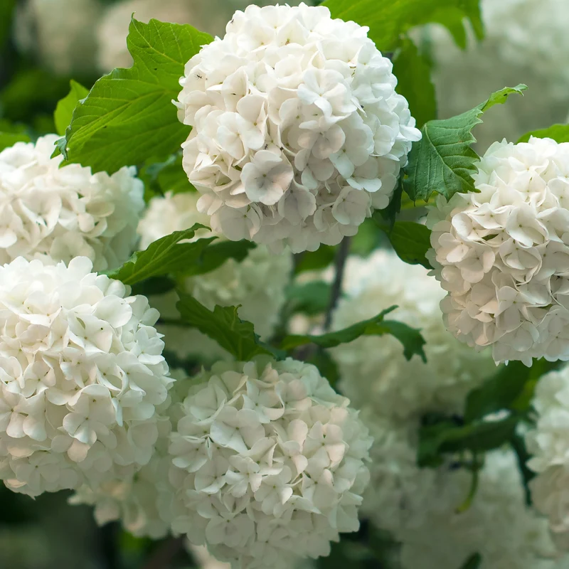 Viorne Boule de neige