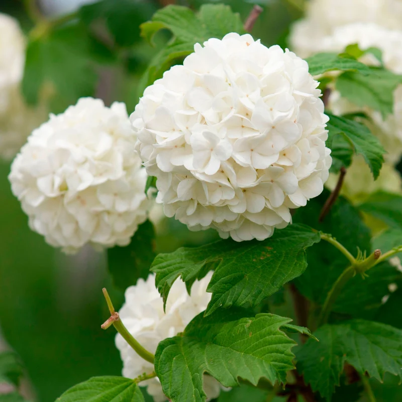 Viorne Boule de neige