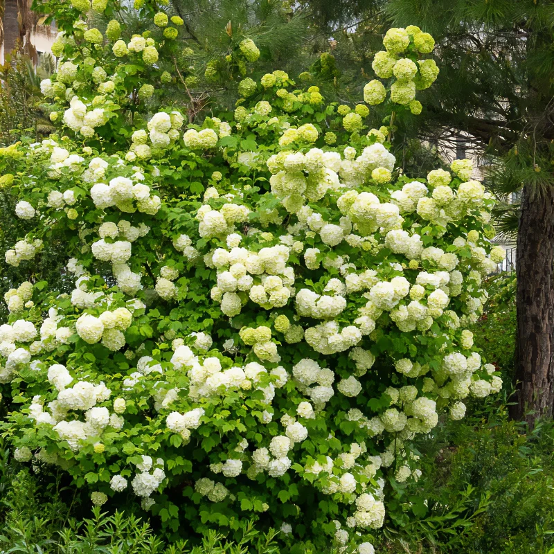 Viorne Boule de neige