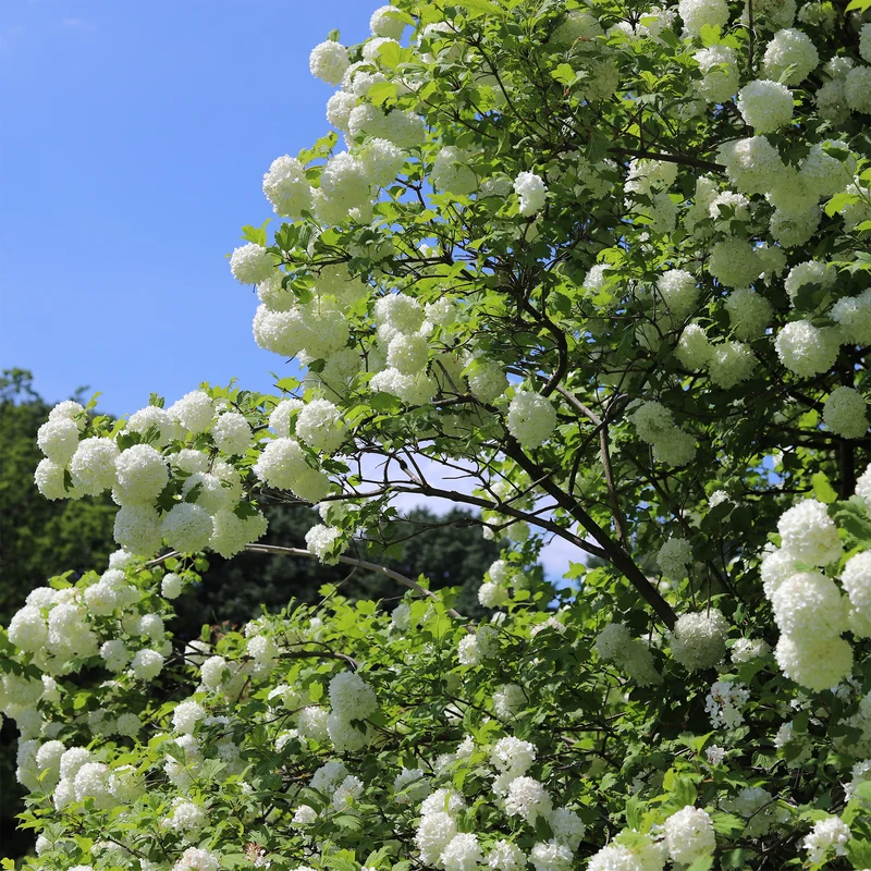 Viorne Boule de neige