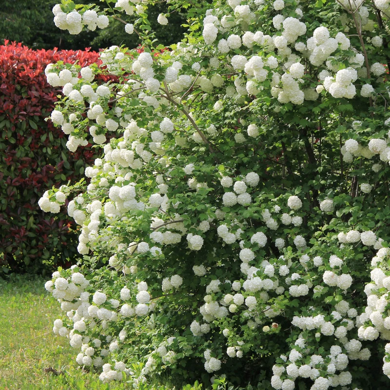 Viorne Boule de neige