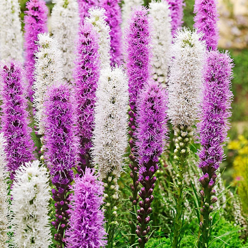 12 Plumes du Kansas mauves et blanches