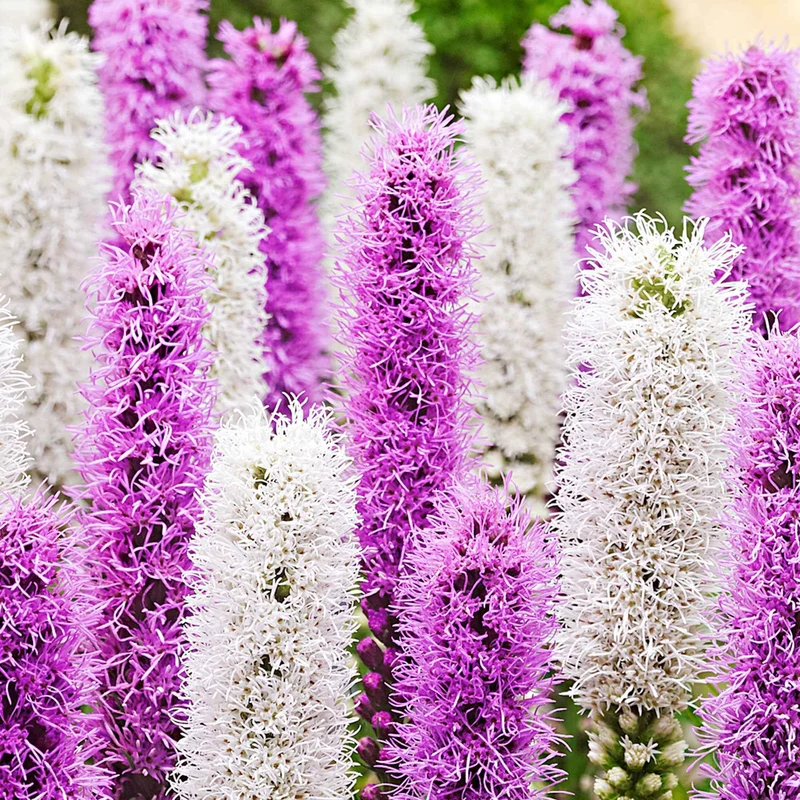 12 Plumes du Kansas mauves et blanches
