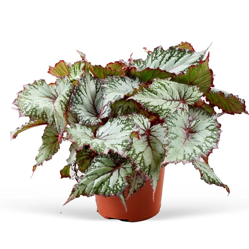 Bégonia Asian Tundra