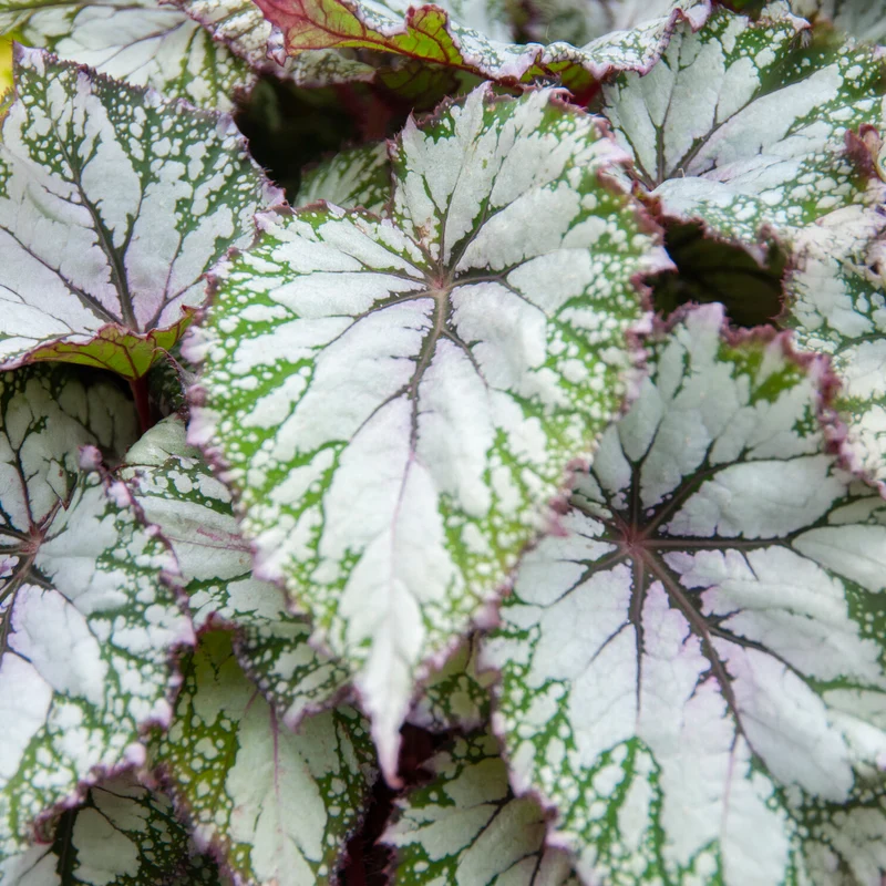 Bégonia Asian Tundra