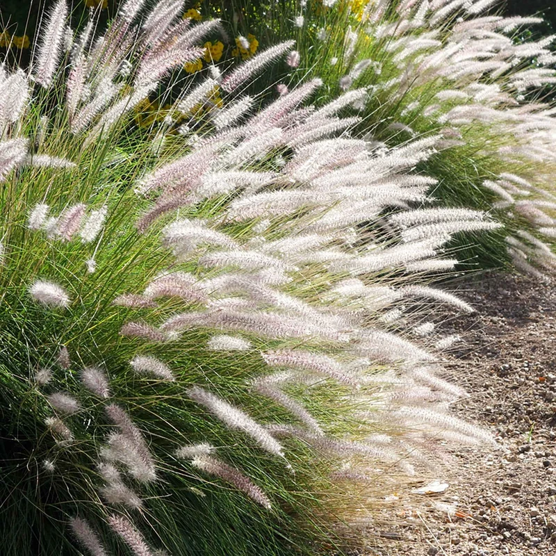 Herbe aux écouvillons d'Orient Fairy Tails - Pennisetum