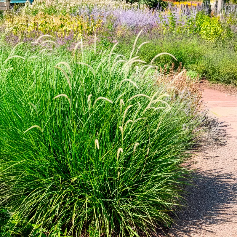 Herbe aux écouvillons d'Orient Fairy Tails - Pennisetum