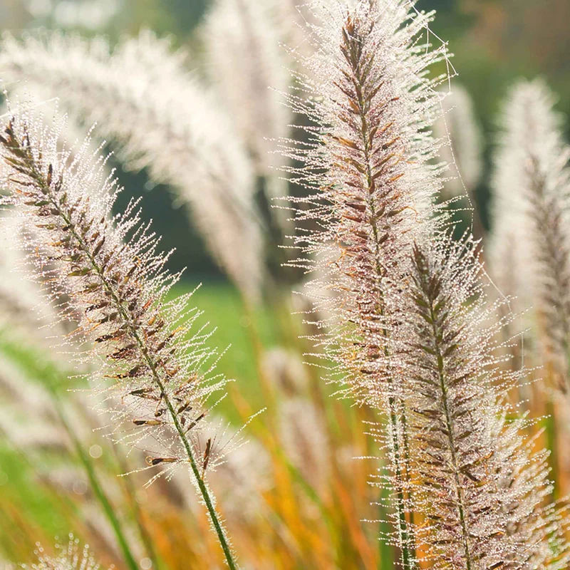 Herbe aux écouvillons d'Orient Fairy Tails - Pennisetum
