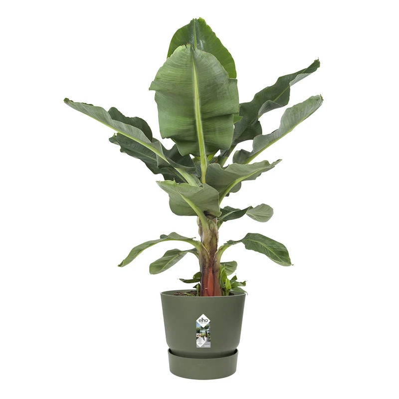 Pot de fleurs Greenville Leaf green ELHO